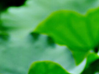 Screen Shot of zerodog1