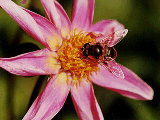 Screen Shot of SpritzfreudigPP