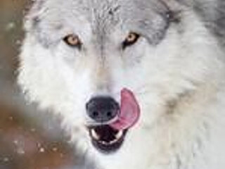 Screen Shot of nexusxxx44